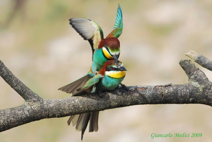 Gruccioni...amorosi